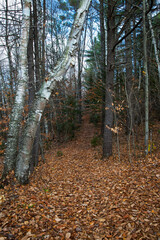 image of a landscape of an autumn forest trail