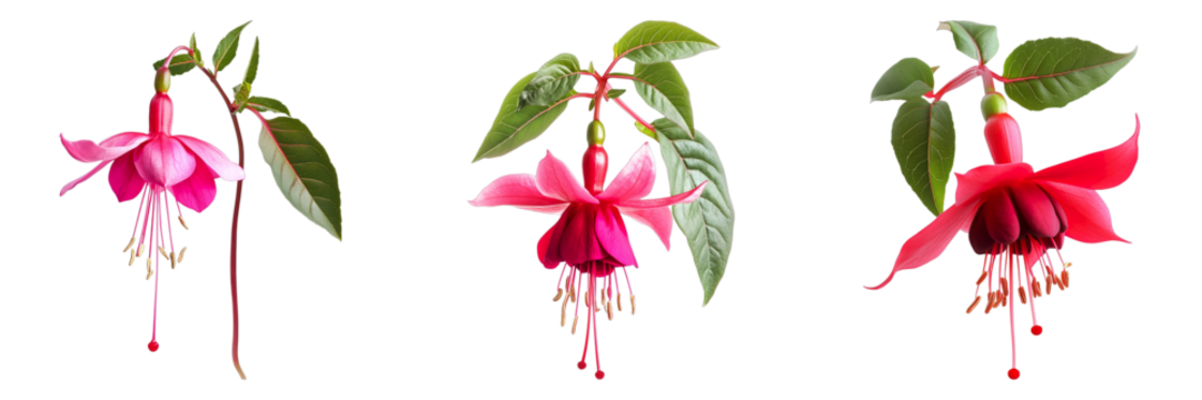 Vibrant fuchsia blooms against a clean background, showcasing their intricate beauty. The fuchsia flowers are a mix of pink and red tones, with delicate green leaves