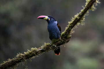 Grey-breasted Mountain-Toucan (Andigena hypoglauca), perched, Papallacta, Ecuador