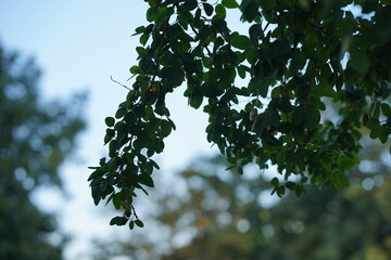 Close-Up View of Green Leaves Against Soft Blurred Background of Nature, Perfect for Illustrating Growth, Serenity, and Natural Beauty
