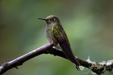 Portrait of a perched Buff-tailed Coronet (Boissonneaua flavescens), Papallacta, Ecuador