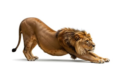 Fototapeta premium Graceful Stretch of a Lion Expressing Vitality and Inner Balance