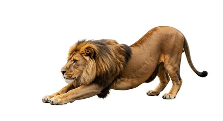 Obraz premium Peaceful Lion Stretch Highlighting Natural Vitality