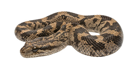Obraz premium Rough-scaled Sand Boa Eryx conicus isolated PNG with Transparent Background