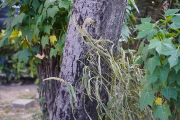 Close-Up of a Tree Trunk with Green Foliage and Withered Plants in a Lush Garden Setting, Showcasing Nature's Texture and Contrast in a Serene Environment