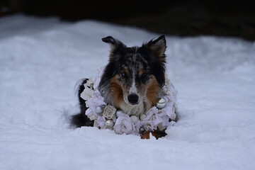 Portrait eines sch&ouml;nen langhaarigen H&uuml;tehundes der im Schnee liegt und um den Hals einen weihnachtlichen Kranz tr&auml;gt