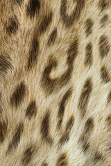 Leopard fur texture with natural patterns and warm tones  