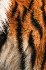 Close-up of a tiger's fur showcasing orange and black stripes  