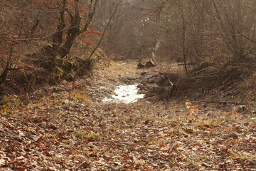 Small creek in a forest