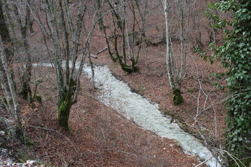 Stream in the forest