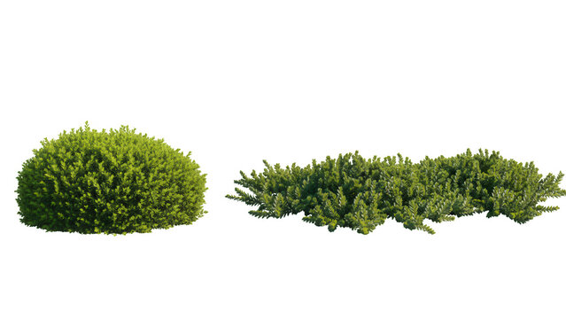 Dense vibrant green shrubs for landscaping and garden design