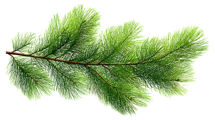 Realistic fir branch with fine pine needles isolated on white background
