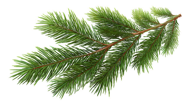 Realistic fir branch with fine pine needles isolated on white background - Powered by Adobe