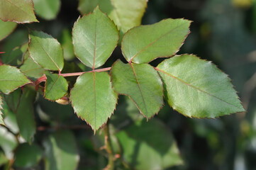 Fototapeta premium Rosa shrubs have compound leaves, protective thorns, and terminal blossoms that add structural charm, supporting wide landscape use. Photographed in Korea.