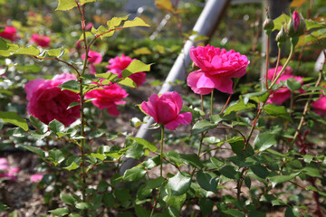 Rosa shrubs feature pinnate leaves, curved thorns, and clustered blossoms, with many cultivated forms used widely in landscaping. Photographed in Korea.