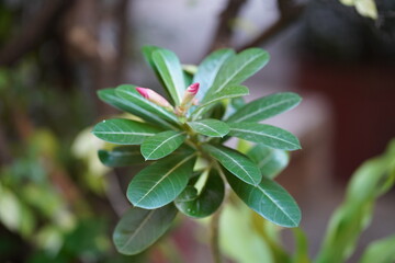 Close-Up View of Lush Green Leaves with Buds of a Tropical Flower in a Natural Setting for Botanical and Garden Enthusiasts