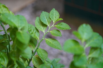 Vibrant Green Leaves on a Plant in Soft Focus with Natural Light Highlighting Their Texture and Freshness Ideal for Illustrating Nature and Growth Themes