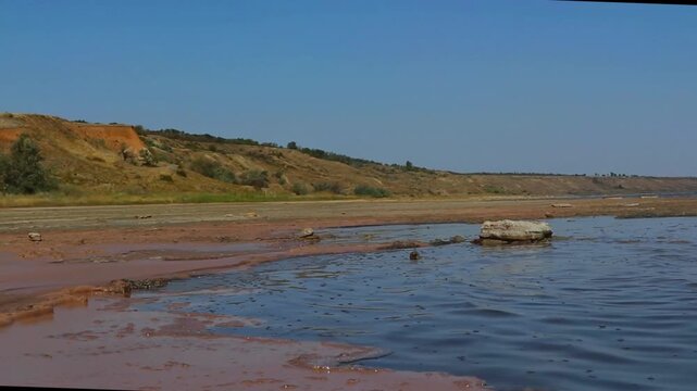 Artemia (Artemia salina) eggs in the coastal waves of the Kuyalnik estuary 
