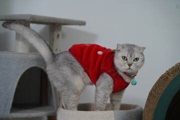 Cute grey cat wearing a red sweater with white spots inside a cozy room, showcasing a playful...