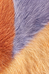 Colorful textured fur in orange, purple, and yellow shades  