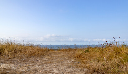 Sandy path through dry grass dunes leading to the sea with blue sky copy space.