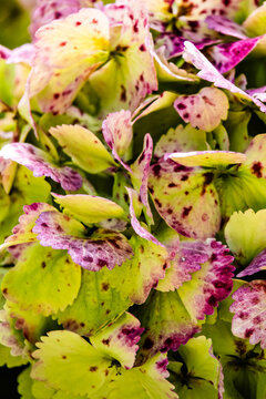 Full frame texture of variegated Hydrangea leaves with green, yellow and purple spots.