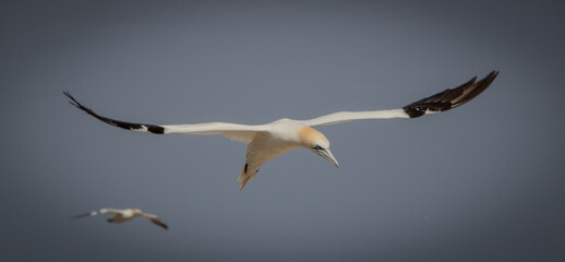 Obraz premium Fou plané