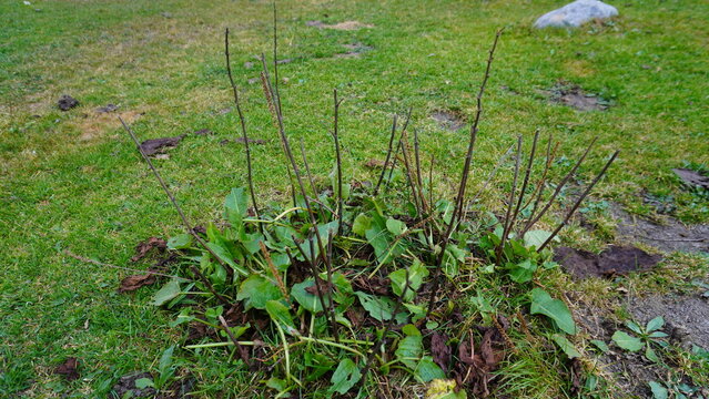 Close-up of common dandelion plants with brown stems emerging from green grass, renewal concept. - Powered by Adobe