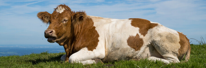 Kuh liegt auf der Wiese, Brauneck, Bayerische Voralpen, Oberbayern, Bayern, Deutschland, Europa