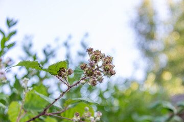 The first blackberries of the year, emerging from the bramble flowers.