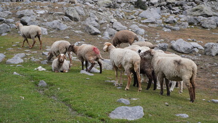 Fototapeta premium Sheep grazing on a rocky hillside with beige and brown coats and visible red markings, livestock concept.