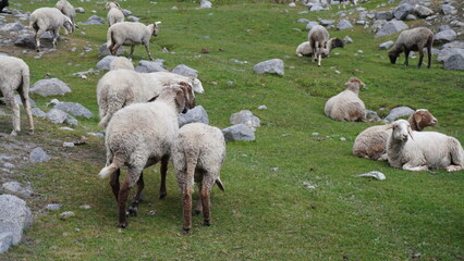 Obraz premium Pastoral scene of sheep grazing and resting on a green grassy slope dotted with gray rocks, idyllic concept.
