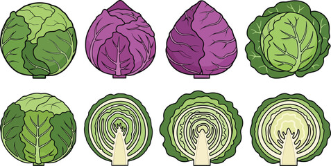 Illustrations of green cabbages in various styles and cross sections displayed