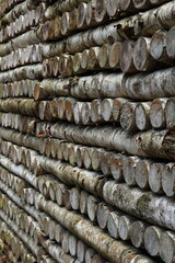 Lots of birch firewood stacked at an angle in neat rows vertical orientation