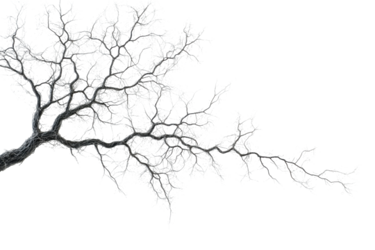 Detailed intricate tree branch structure isolated on transparent background.