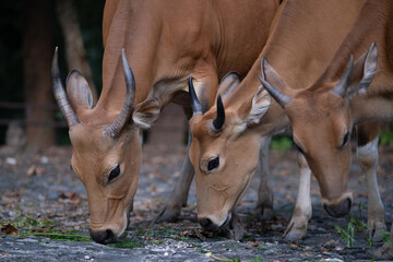 Three brown cows are grazing on grass