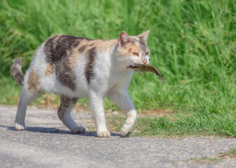 Hungry cat, tricolor with white, walking a path and holding a fresh fish in its mouth, a healthy and wholesome meal, Corfu, Greece