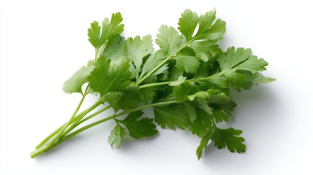 flat lay top view of fresh coriander leaves, isolated on white background, vibrant and detailed