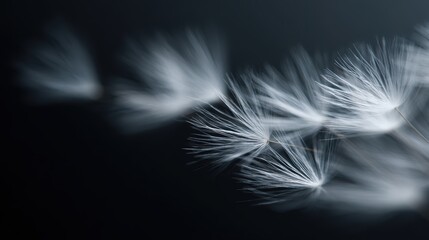 Obraz premium blown dandelion seeds in motion, black background, delicate nature concept, detailed close-up