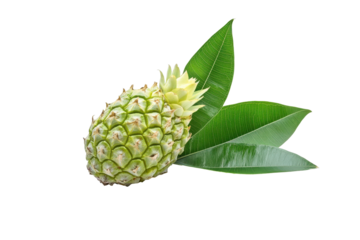 Fresh green pineapple with leaves isolated on transparent background.