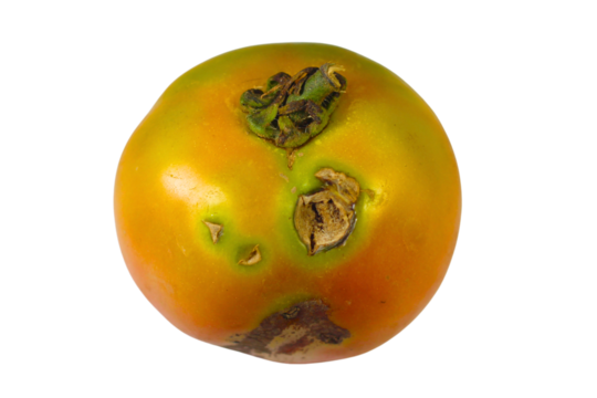 PNG image  of  a ripening heirloom tomato showing its unique color variations and natural imperfections against a ideal for food blogs on transparent background