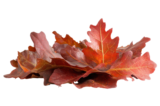 Single red lettuce leaf isolated on transparent background. Red oak leaf lettuce isolated on white background.