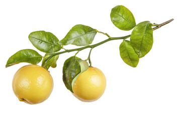 Single ripe lemon on a branch with green leaves isolated on transparent background. Ripe lemon fruit with fresh green leaves isolated on white background.
