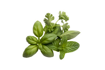 Obraz premium Assortment of fresh green culinary herb leaves isolated on transparent background