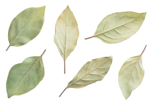 Collection of dried green leaves isolated on transparent background. Sage leaves isolated on white background.