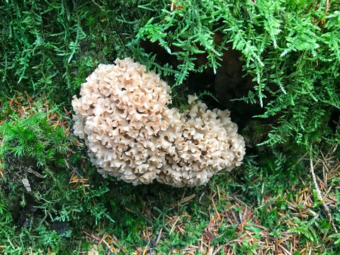 sparassis crispa, clavaire cr&eacute;pue, &eacute;ponge, sparassis cr&eacute;pu, clavaire, sparassis, champignon, morille des pins,nature, for&ecirc;t, automnal, vert, aliment, plante, mousse, macro, fleur, brun, flore, saison,