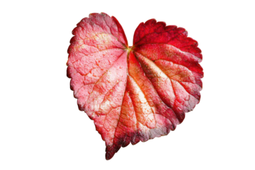 Detailed red and pink begonia leaf isolated on transparent background. Strawberry leaf isolated on white background.