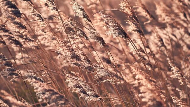 Cinematic close-up of dry reeds swaying in the wind during golden hour. Beautiful nature background with warm sunset light and soft bokeh. FullHD 16/9