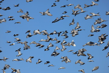 blue sky full of birds
