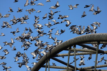 blue sky full of birds